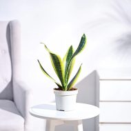 Sneke Plant