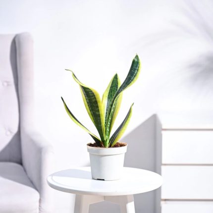 Sneke Plant