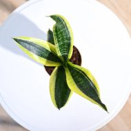 Sneke Plant - Image 2