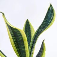 Sneke Plant - Image 3