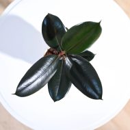 Rubber Plant - Image 2