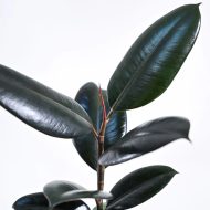 Rubber Plant - Image 3