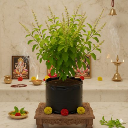Tulsi