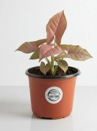 Pink Syngonium - Image 2