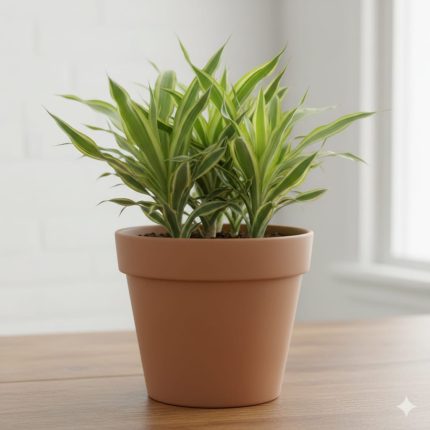 Spider plant