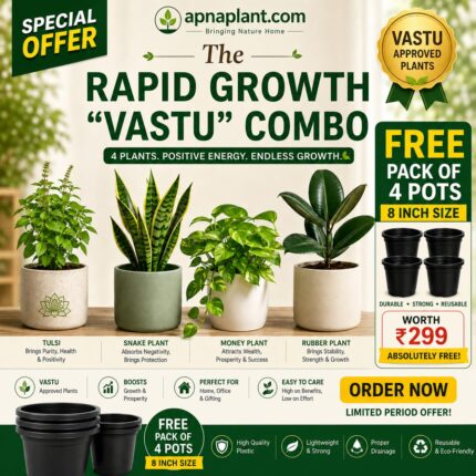 The Rapid Growth "Vastu" Combo